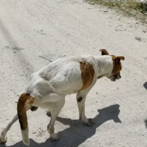 They Had Been Searching for This Injured Stray Dog