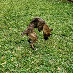 They Said This Disabled Rescue Dog Would Never Run Then He Chased the Stars