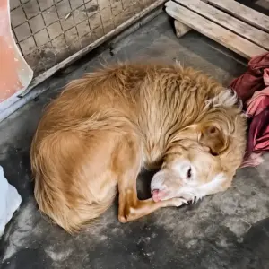 This Exhausted Golden Retriever Barely Opened Her Eyes