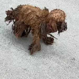 This Tiny Dog Was Found Walking on Three Legs