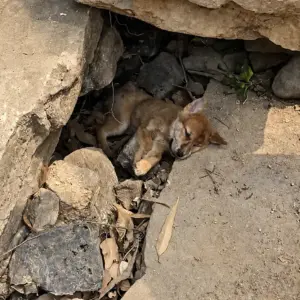 This Tiny Puppy Was Found Barely Breathing in the Rubble Then Rescuers Fought for His Life