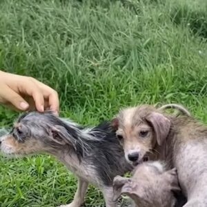 Three Tiny Puppies Were Found Shivering in the Grass