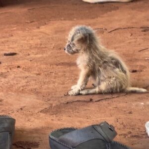 Tiny Abandoned Puppy Sat Beside a Shoe