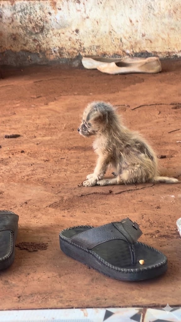 Tiny Abandoned Puppy Sat Beside a Shoe