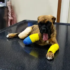 Tiny Injured Puppy Found Alone