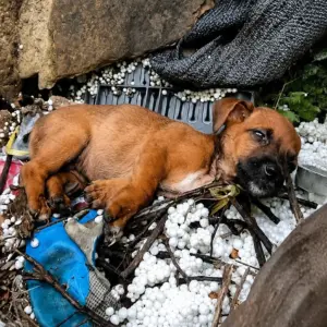 Tiny Puppy Found Crying Among Cold Debris