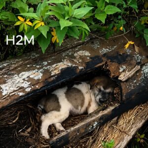Tiny Puppy Found Trapped Under a Fallen Log