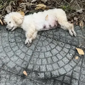 Tiny White Dog Found Motionless on the Sidewalk