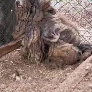 Trapped in a Cage of Fur for 5 Years