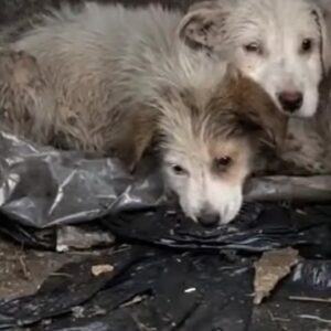 Two Abandoned Puppies Were Found Huddled Under a Concrete Wall