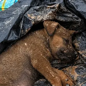 Two Abandoned Puppies Were Found Under Trash