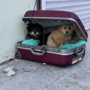 Two Puppies Were Left Inside an Old Suitcase
