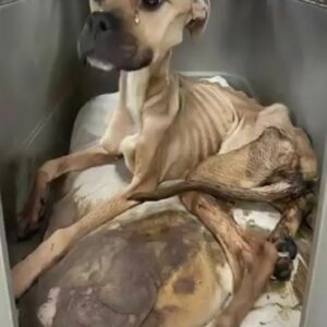 Two Starving Dogs Were Found Huddled in a Crate