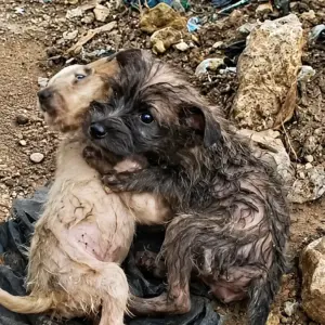 Two Terrified Puppies Clung to Each Other in the Rubble