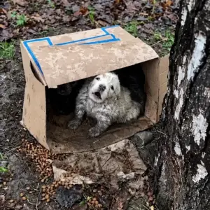 Two Terrified Puppies Were Found Hiding in a Cardboard Box Deep in the Woods